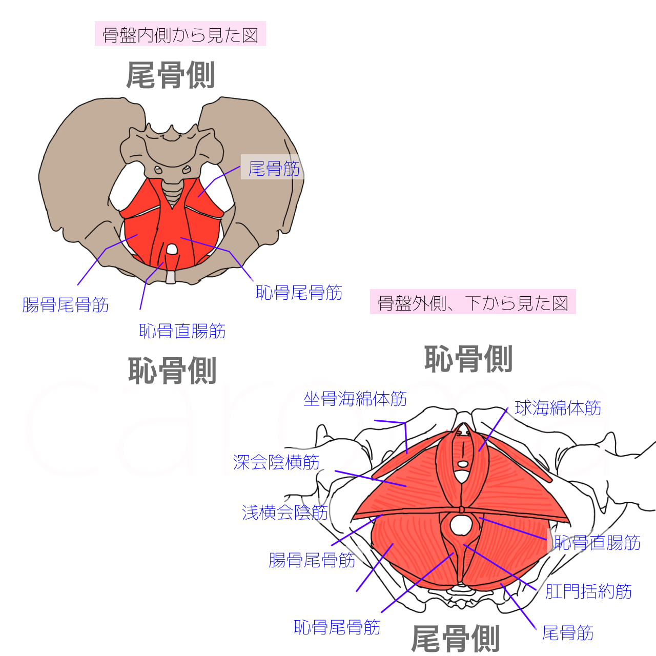 骨盤底筋とは | カロマ整体